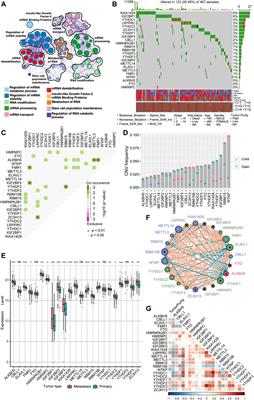 Identification of m6A Regulator-Associated Methylation Modification Clusters and Immune Profiles in Melanoma